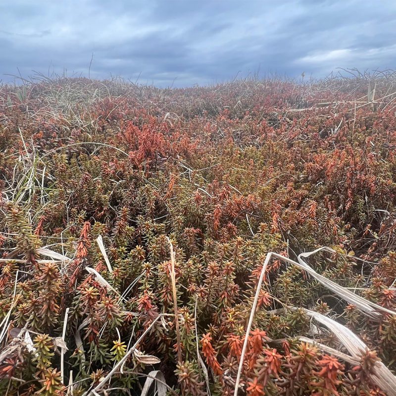 Халактырский пляж - 2